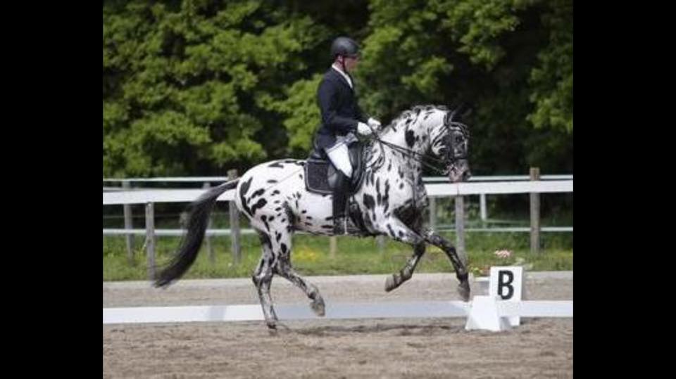 Sartors Showtime competing in Austria under Stefan Lehfellner